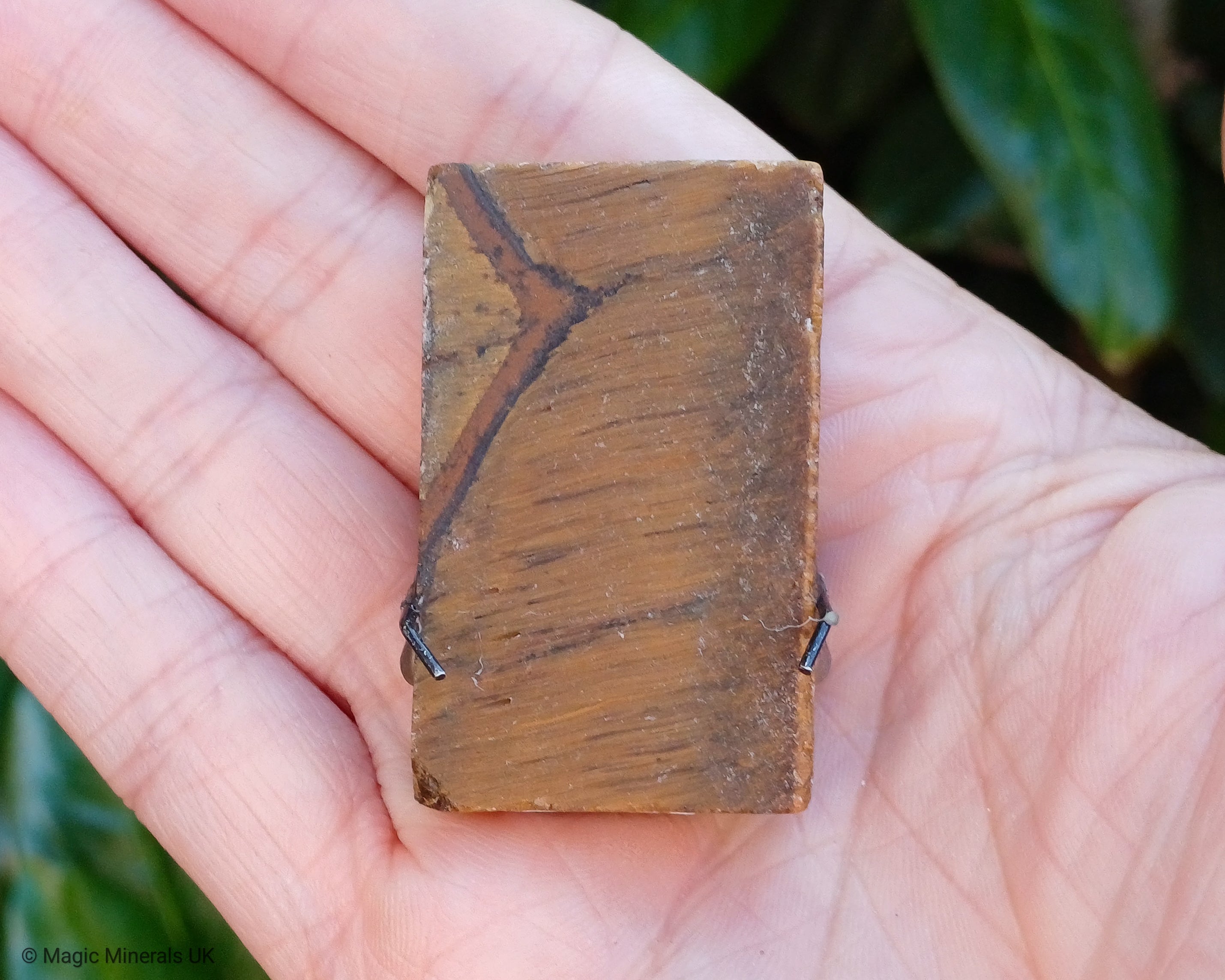 Tigers eye pet rock