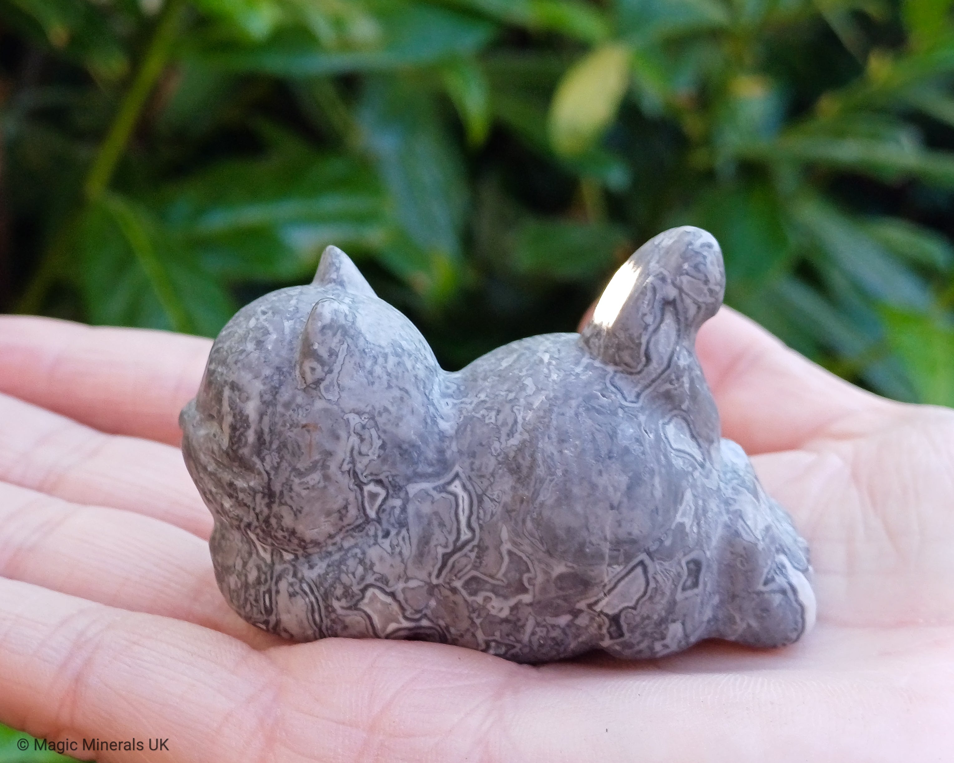 Picasso jasper cat